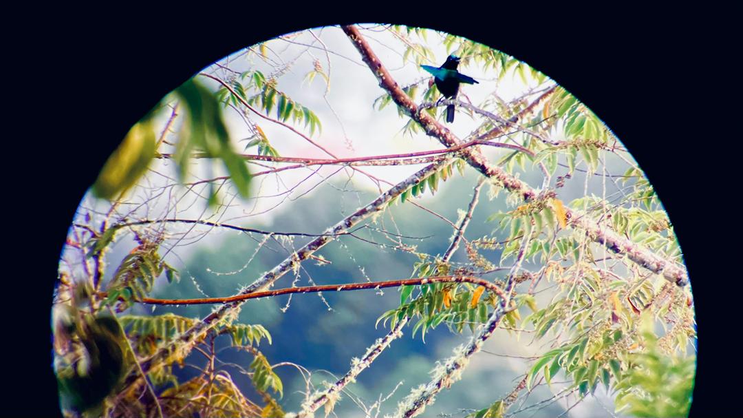 Great birds of Paradise in Papua New Guinea 